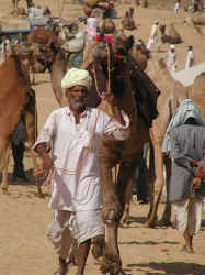 Camels prove that someone upstairs has a sense of humor.