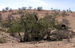 goatsintrees.jpg (77818 bytes)