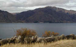 Kiwi-land has more sheep than people