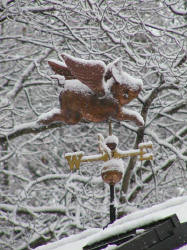 Flying snow-pig