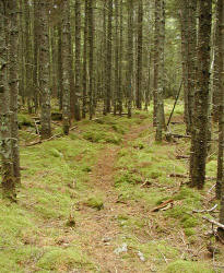 "The Birches"