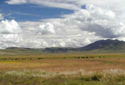 Home on the range